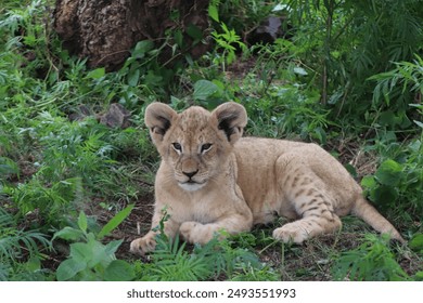 Young Lion Cub Resting under a tree during summer and hiding within the bushes - Powered by Shutterstock