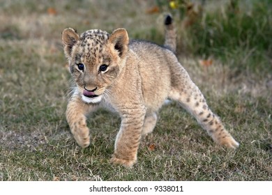 Young Lion Cub Running
