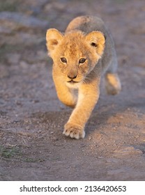 Young Lion Cub Running In The Masai Mara