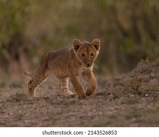 Young lion cub walking with muted green background.  - Powered by Shutterstock