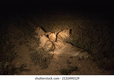 A Young Lion Family Lying On The Ground Illuminated By Safari Jeep Lights At Kruger National Park, South Africa