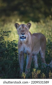 Young Lion Female Death Stare