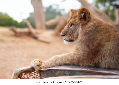 Lion Car Images Stock Photos Vectors Shutterstock