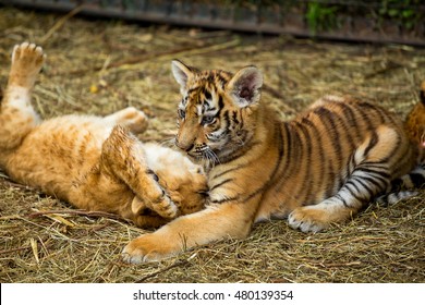 Young Lion Playing  With Tiger Cubs 