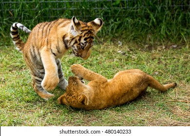 Young Lion Playing  With Tiger Cubs 