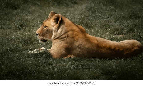 Young lion rests in morning grass - Powered by Shutterstock