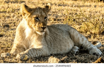 A young lion rests on dry grass under warm sunlight, capturing a serene moment in the wild with an attentive gaze. - Powered by Shutterstock