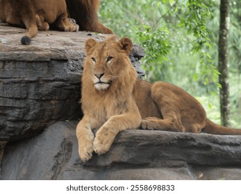 A young lion rests peacefully on a rock, surrounded by greenery in a calm natural setting. - Powered by Shutterstock