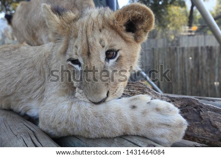  young lion in Lion & Safari Park
