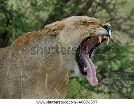 A young Lioness