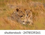 Young lions in the grass, Khwai river, Botswana in Afica. Big cats family in the nature habitat, Botswana nature. Animal behavior in nature. Lion