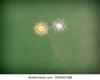 Young Lion's Mane Jellyfish In The Water