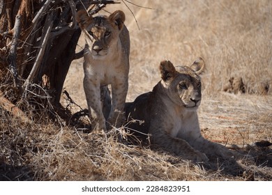 Young lions rest after a hearty meal in the shade of a tree - Powered by Shutterstock