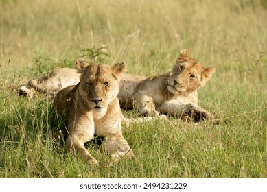 Young lions resting in the long grass, Masai Mara National Park, Kenya - Powered by Shutterstock