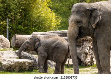 A young little Asian elephant, Elephas maximus also called Asiatic elephant, is the only living species of the genus Elephas and is distributed in the Indian subcontinent and Southeast Asia - Shutterstock ID 2152801735