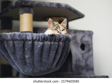 Young Little Cat Lying In The Scratching Post In A Hammock And Looking Over The Edge