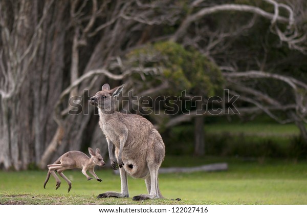 Young, Little Joey\
Jumping Around Its\
Mother
