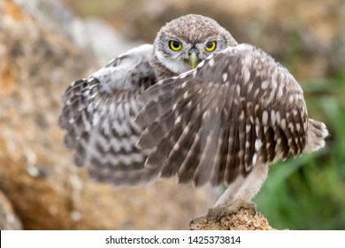Young Little owl, Athene noctua, standing on stone with open wings.