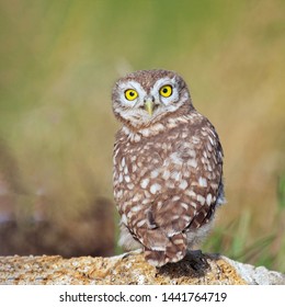 Young Little owl, Athene noctua, stands on a stone with his head turned and looks at the camera.