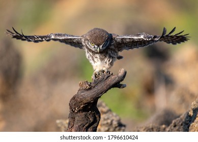 Owl Flying Night High Res Stock Images Shutterstock