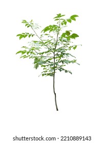 Young Little Tree Isolated On White Background