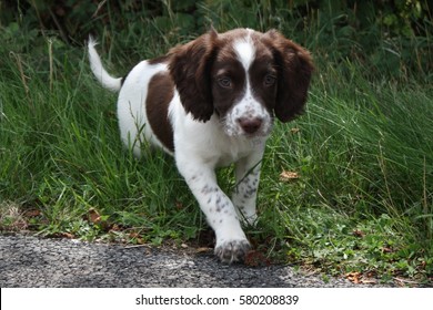 1,410 Working springer spaniel Images, Stock Photos & Vectors ...