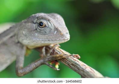 A Young Lizard