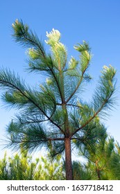 Young Loblolly Pine Tree (Pinus Taeda) 