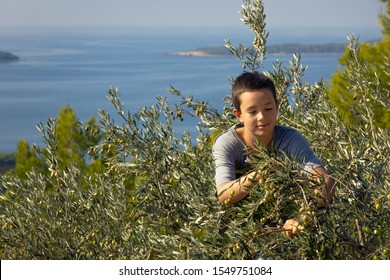 Young local farmer picking olives in traditional way. Harvesting eco olives for extra virgin olive oil. Sustainable organic agriculture for healthy food production - Powered by Shutterstock