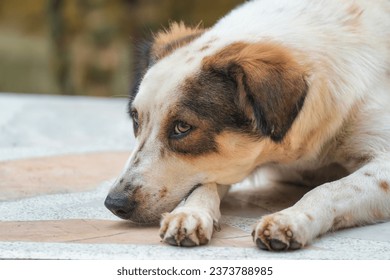 Young lonely cute white brown stray dog lying on the floor - Shutterstock ID 2373788985