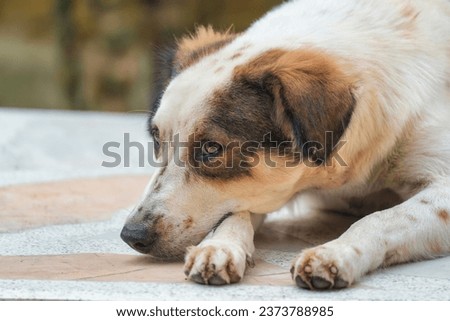 Young lonely cute white brown stray dog lying on the floor
