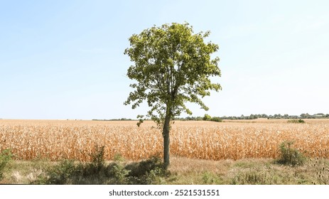 A young lonely tree against the background of a golden field of ripe corn, close-up. The harvest season is in autumn. Farming life. August, September. Cornfield. High quality photo - Powered by Shutterstock