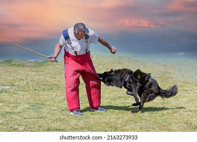 100 Dutch long haired shepherd Images, Stock Photos & Vectors ...