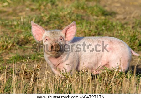 Similar – Foto Bild Cute happy baby pig with ear tag