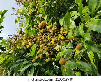 Young Longan Fruit At VietNamese Farm.