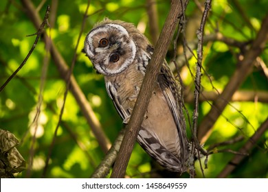 Young long-eared owl (Asio otus) wagging its head from curiosity. Kaluzhskiy region, Russia