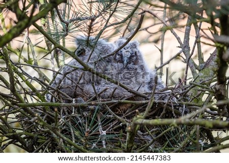 Young Long-eared Owls in the nest. Asio otus.