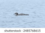 A Young Loon on a Wilderness Lake in Souix Narrows Provincial Park in Ontario