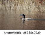 A young loon swimming on the river