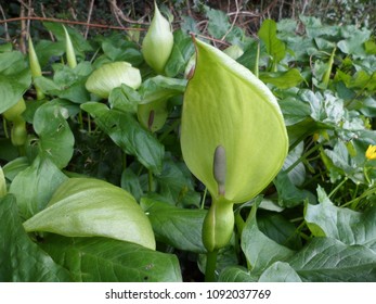 Young Lords And Ladies (Cuckoo Pint) Plants