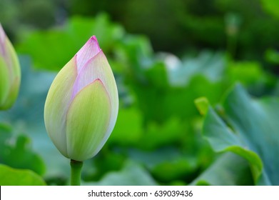 Young Lotus Bud Among Green Pads Representing New Beginnings