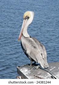 Young Louisiana Brown Pelican Perched Near The Water.