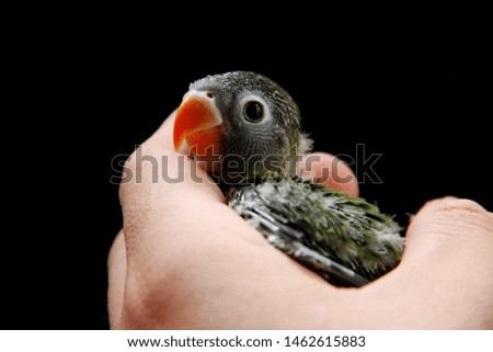 Image, Stock Photo Baby green Animal Pet Bird