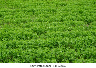 Young Lush Green Lentil Field.