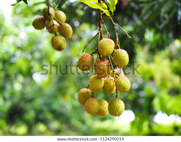 Young Lychee Fruit On Plant Lychee Stock Photo Edit Now 1124290214,50th Anniversary Mustang