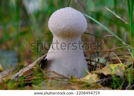 Young Lycoperdon perlatum (popularly known as the common puffball, warted puffball, gem-studded puffball, wolf farts or the devil's snuff-box) in forest. Young mushrooms are edible. Stock photo © 