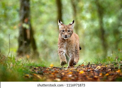 Young Lynx In Green Forest. Wildlife Scene From Nature. Running Eurasian Lynx, Animal Behaviour In Habitat. Cub Of Wild Cat, Germany. Wild Bobcat Between The Trees. Hunting Carnivore In Autumn Grass.