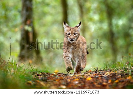 Young Lynx in green forest. Wildlife scene from nature. Running Eurasian lynx, animal behaviour in habitat. Cub of wild cat, Germany. Wild Bobcat between the trees. Hunting carnivore in autumn grass.