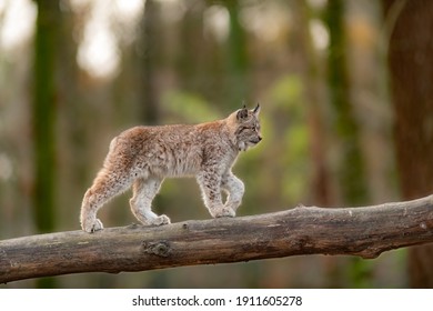 Young Lynx walking on a tree trunk