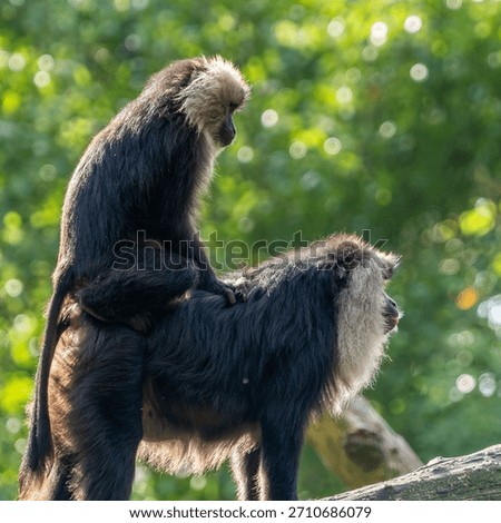 A young macaca silenus (monkey) sits on the back of a parent in Blijdorp Zoo (Rotterdam, Netherlands).